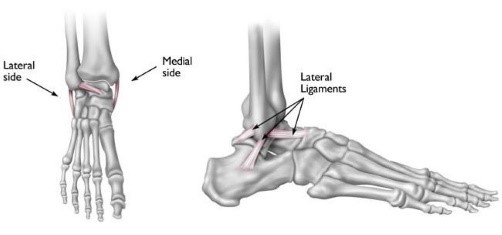 Ankle anatomy, ankle sprain
