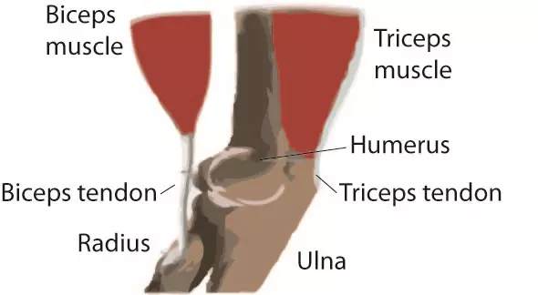The Anatomy Of The Elbow