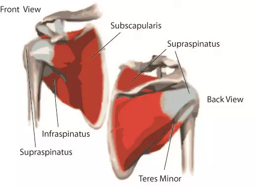 The Anatomy Of The Shoulder