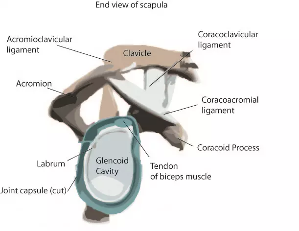 The Anatomy of the Shoulder